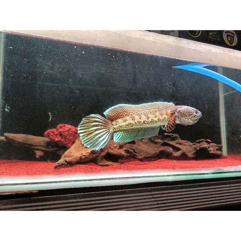 Channa auranti spek kontes dorpol high fin size 28/30 cm siap display