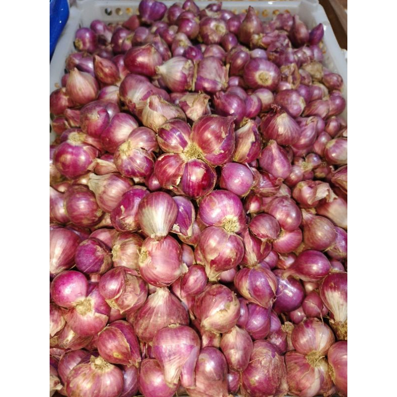 

bawang merah super