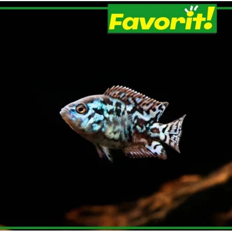 Cichlid EBJD (Electric Blue Jack Demsey) Hiasan Aquarium Aquascape