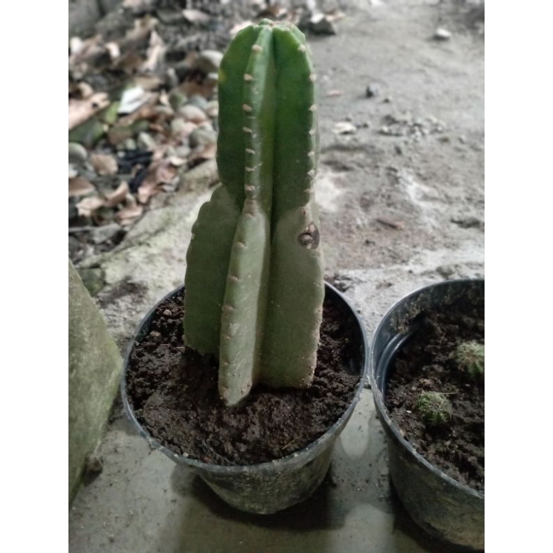 Kaktus Koboi Sudah Berakar