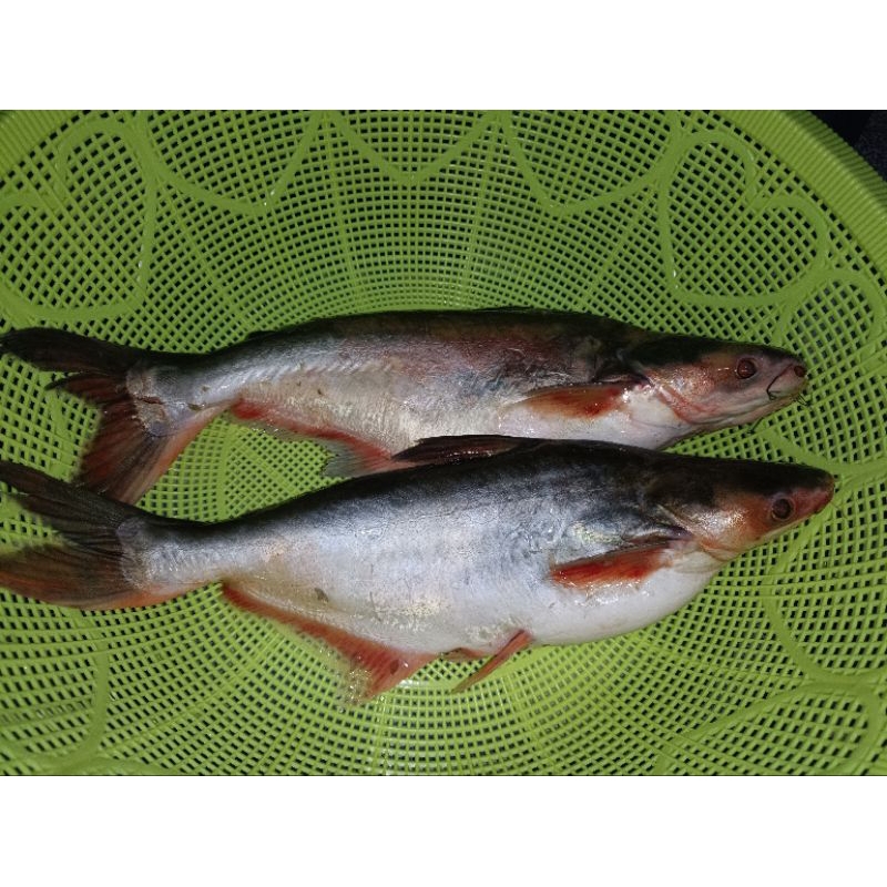 

IKAN PATIN SIRIP MERAH FRESH 1KG (ISI 1 ATAU 2)