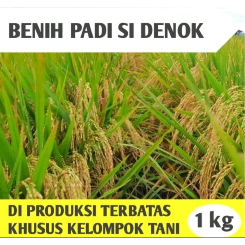 Benih padi denok super ungul 1 kg