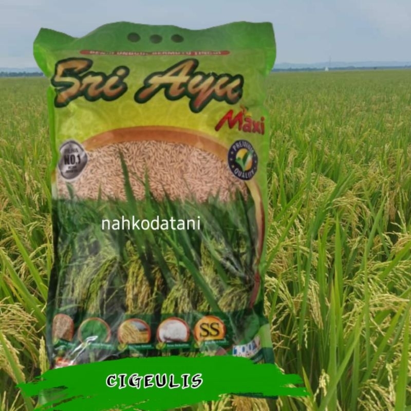 BENIH PADI CIGEULIS KEMASAN 5KG