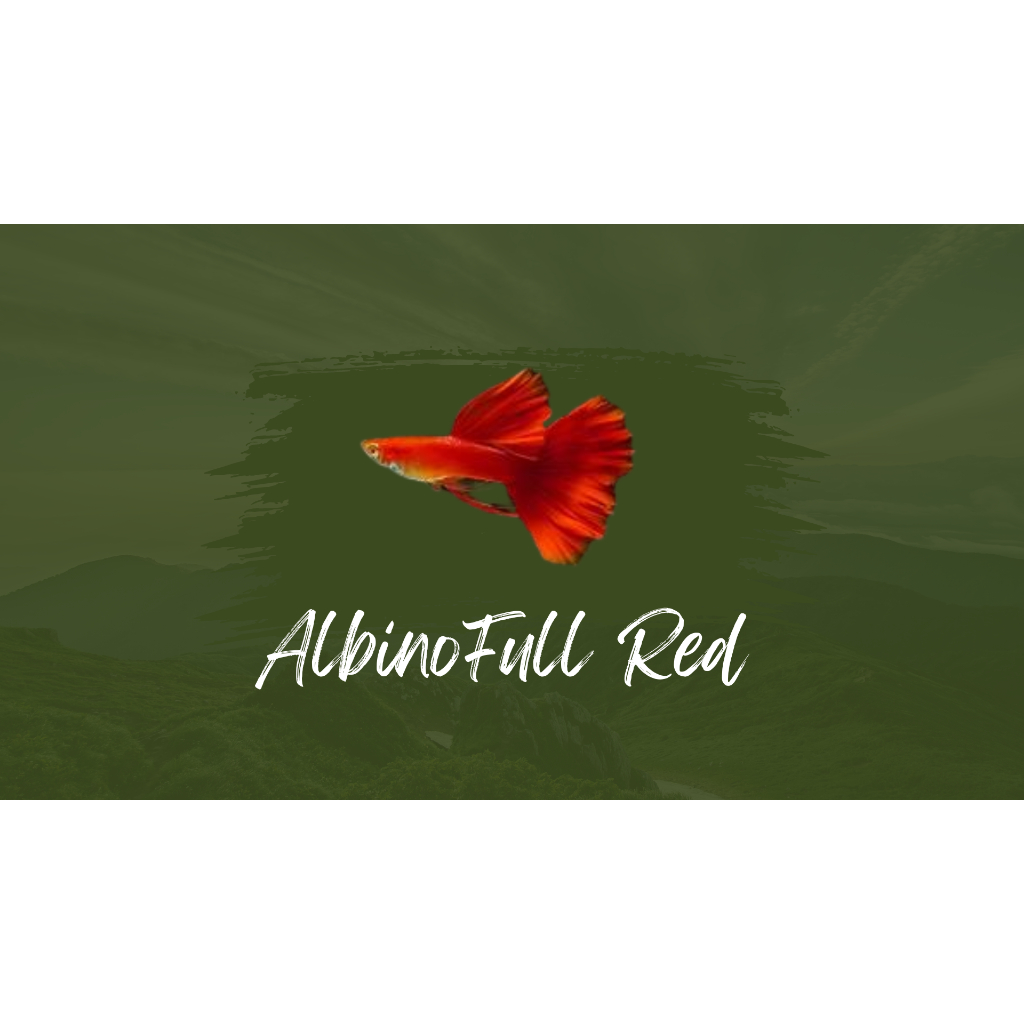 

Packing styrofoam albino full red 2