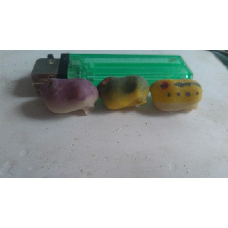 cangkang soft frog kecil