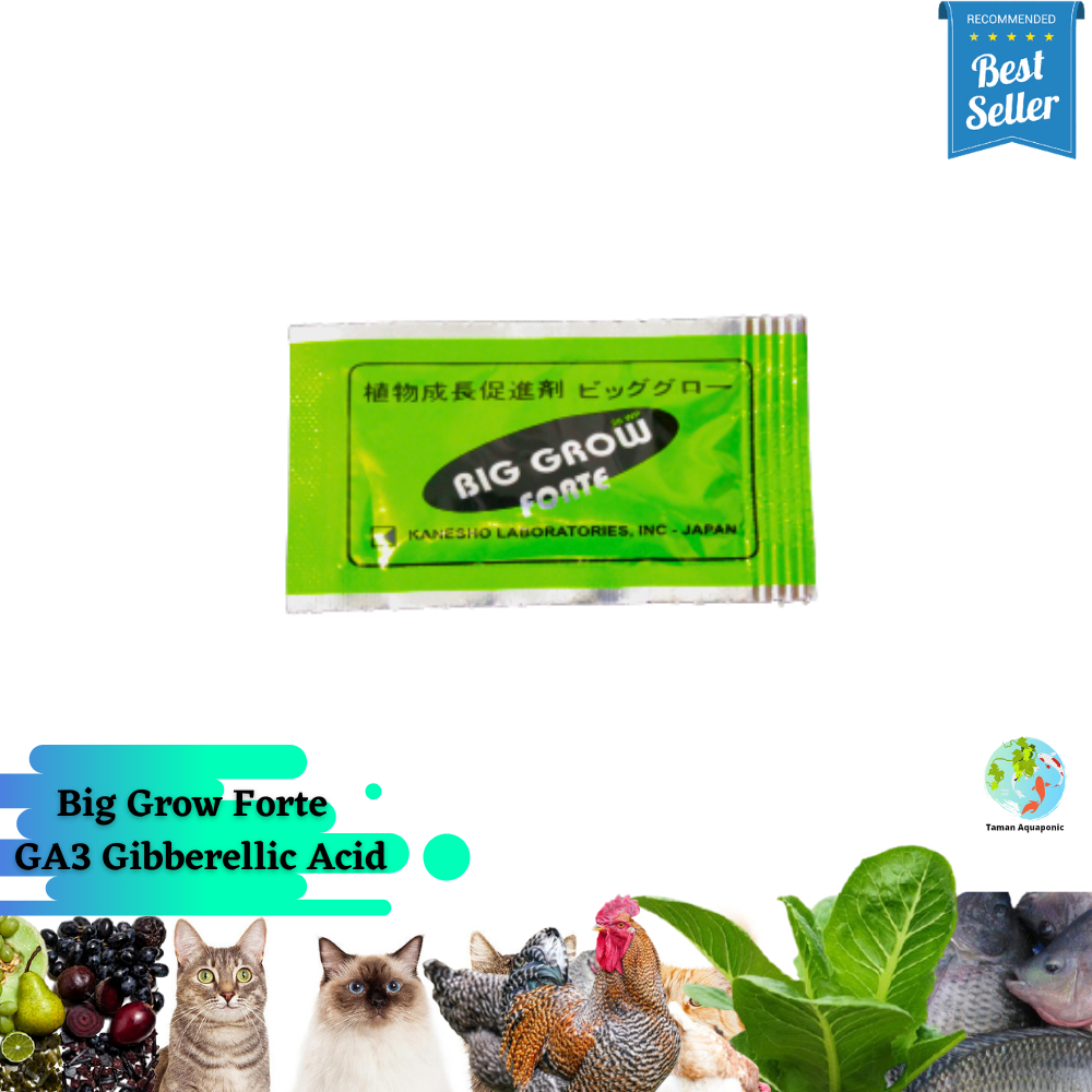 GA3 Giberelin Big Grow Forte Memperbesar Buah