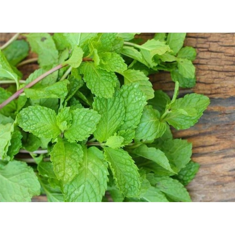 

Daun Mint kering 100 gram