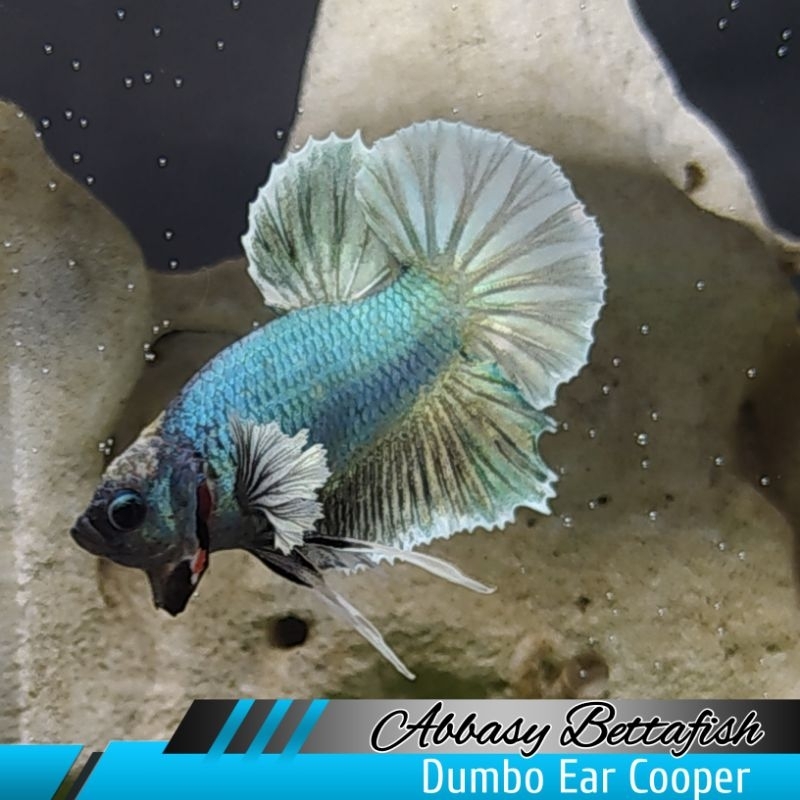 Plakat Dumbo Ear Cooper Male Real Picture