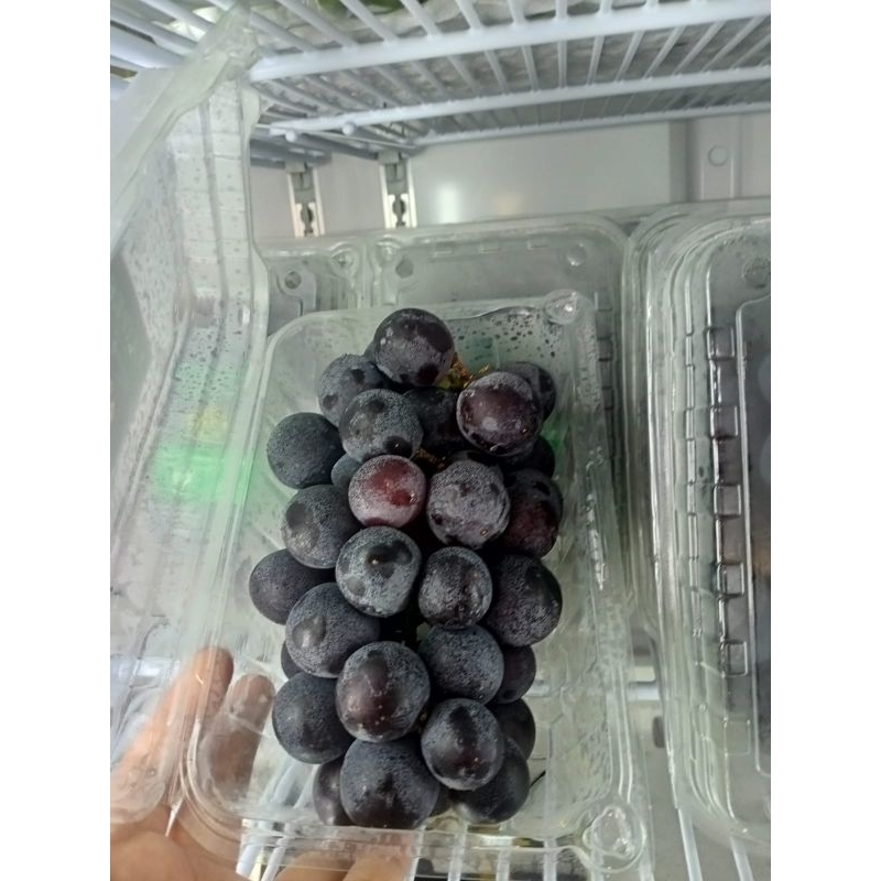 

Anggur Hitam Shinee Segar 80 ribu / pack