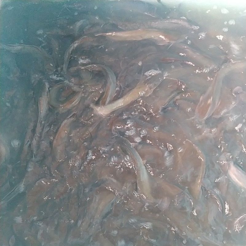 

ikan lele konsumsi segar