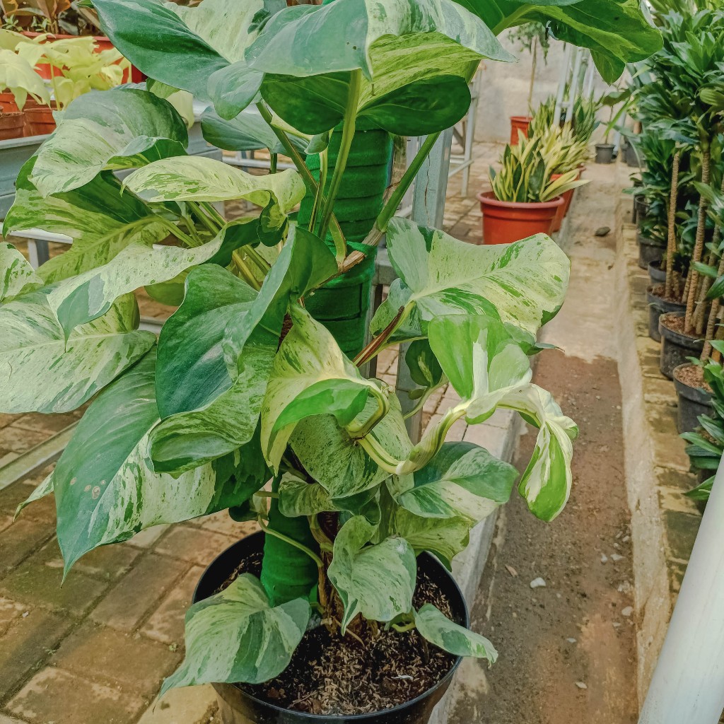 Tanaman hias bunga hias tanaman SIRIH MANJULA TURUS