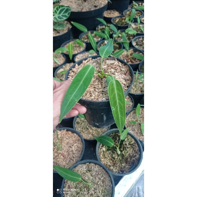 anthurium warocqueanum