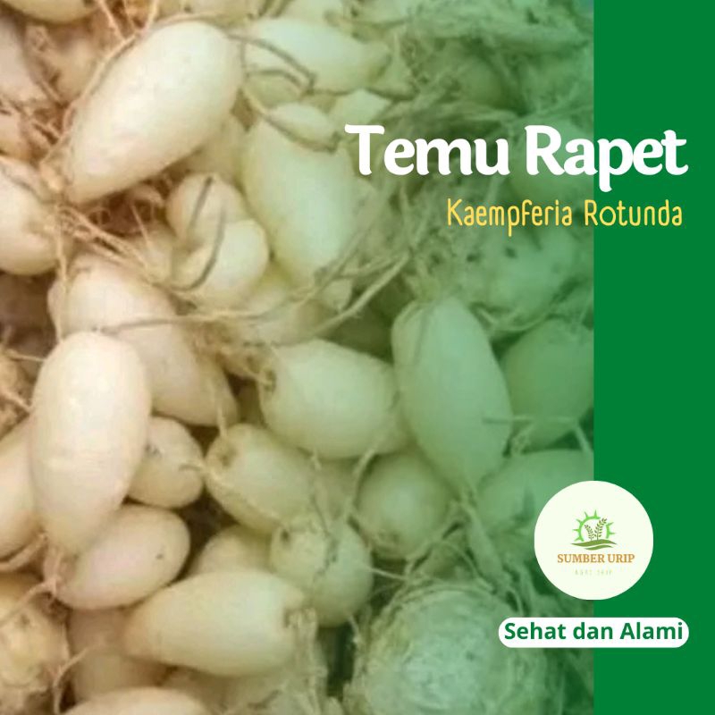 

Temu Rapet 1 Kg Kunyit Putih Kunci Pepet
