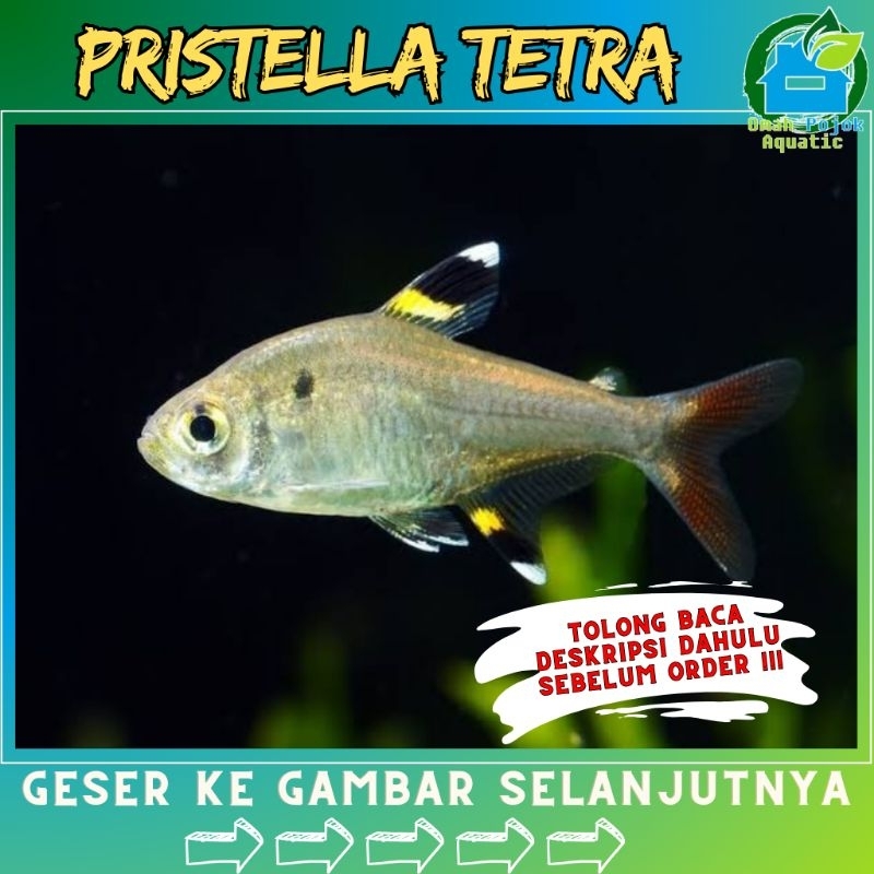 

√ jual pristeIla t3ttraaa