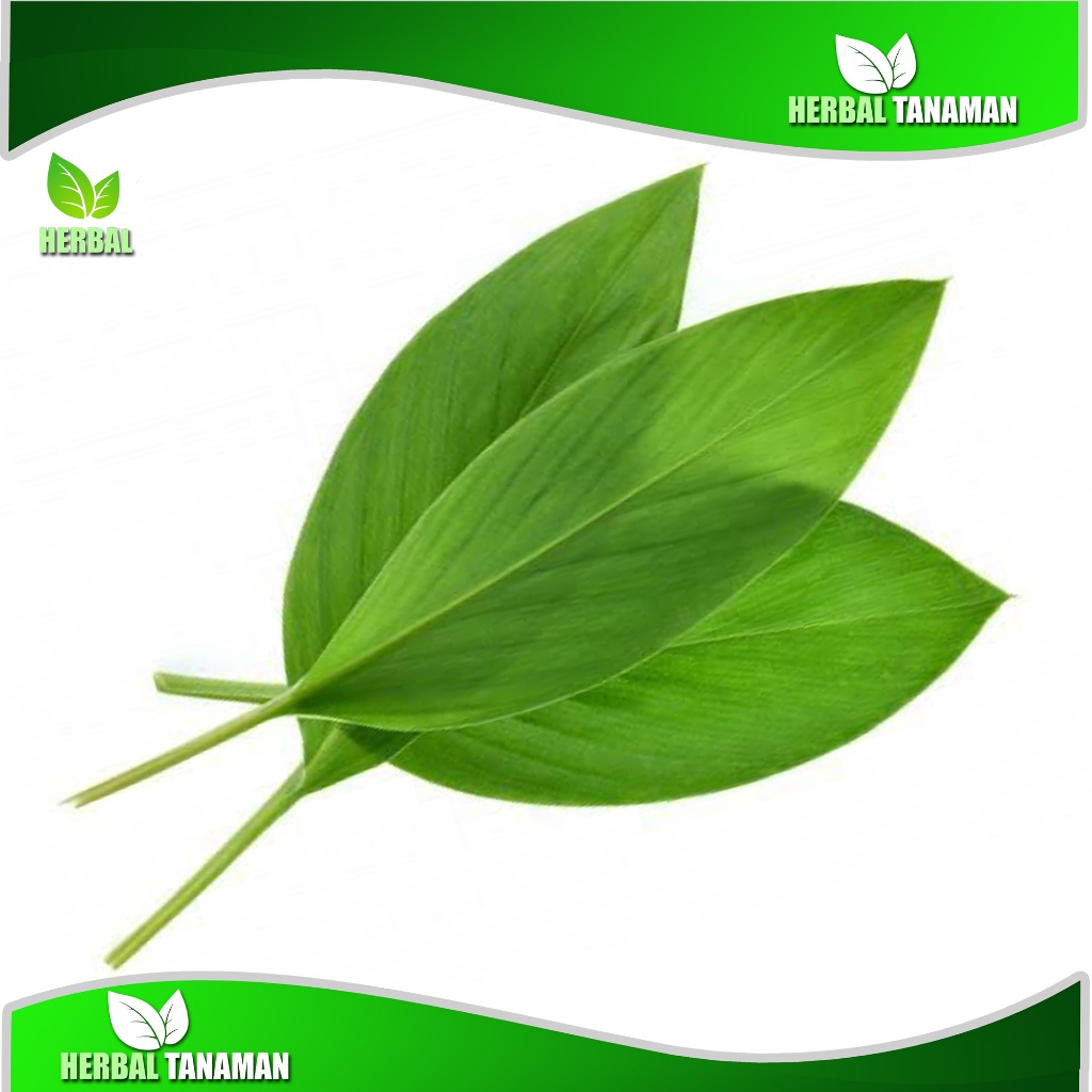 

Daun kunyit segar 1 kg fresh dipetik dadakan