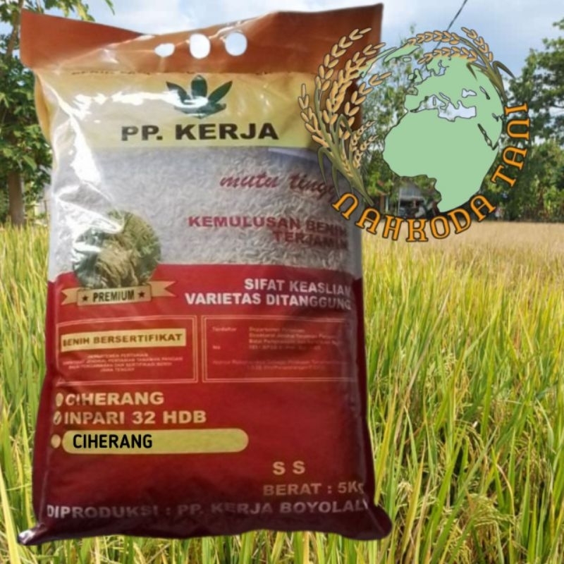 BENIH PADI CIHERANG PP.KERJA 5kg