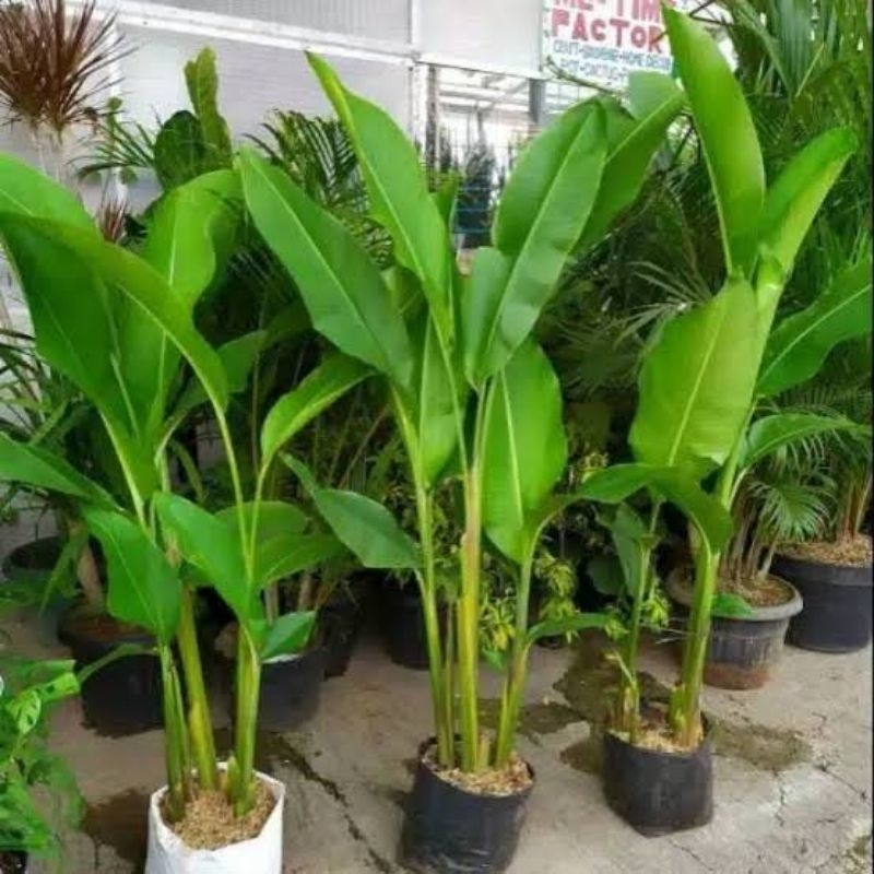 tanaman hias pisang karibay jumbo & rumpun | heliconia caribaea