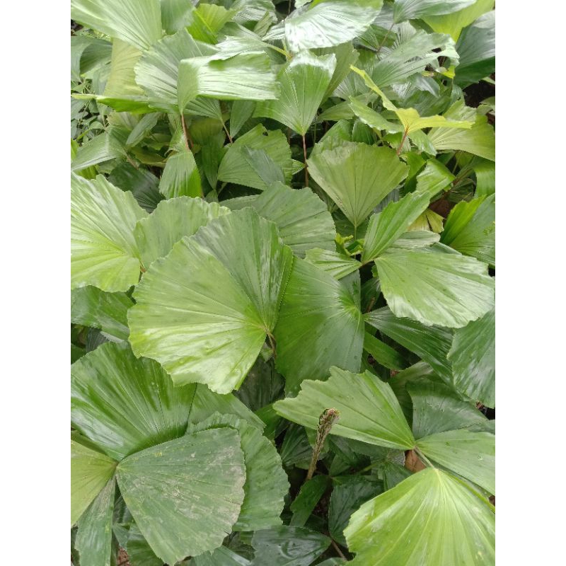 bibit pohon aren beli(4)bonus(2)pohon aren