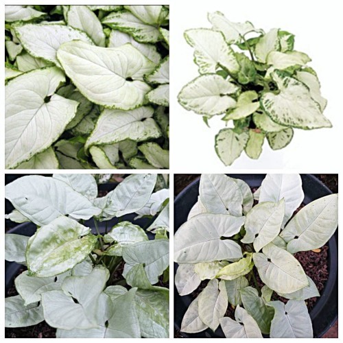 Pohon syngonium salju mini Pixie white / Tanaman hias syngonium putih