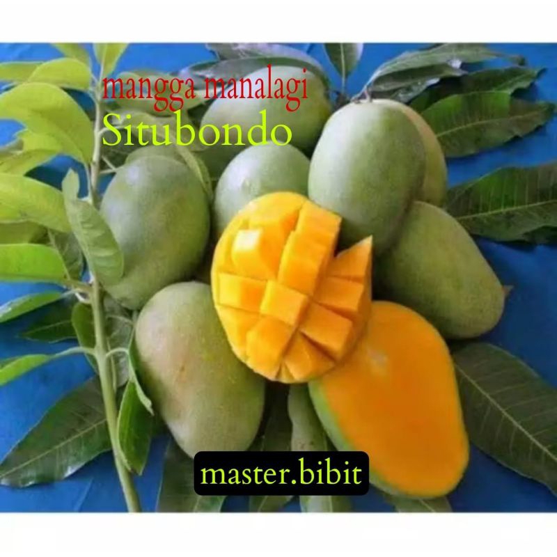 bibit mangga manalagi Situbondo super jumbo hasil okulasi cepat berbuah dan genjah