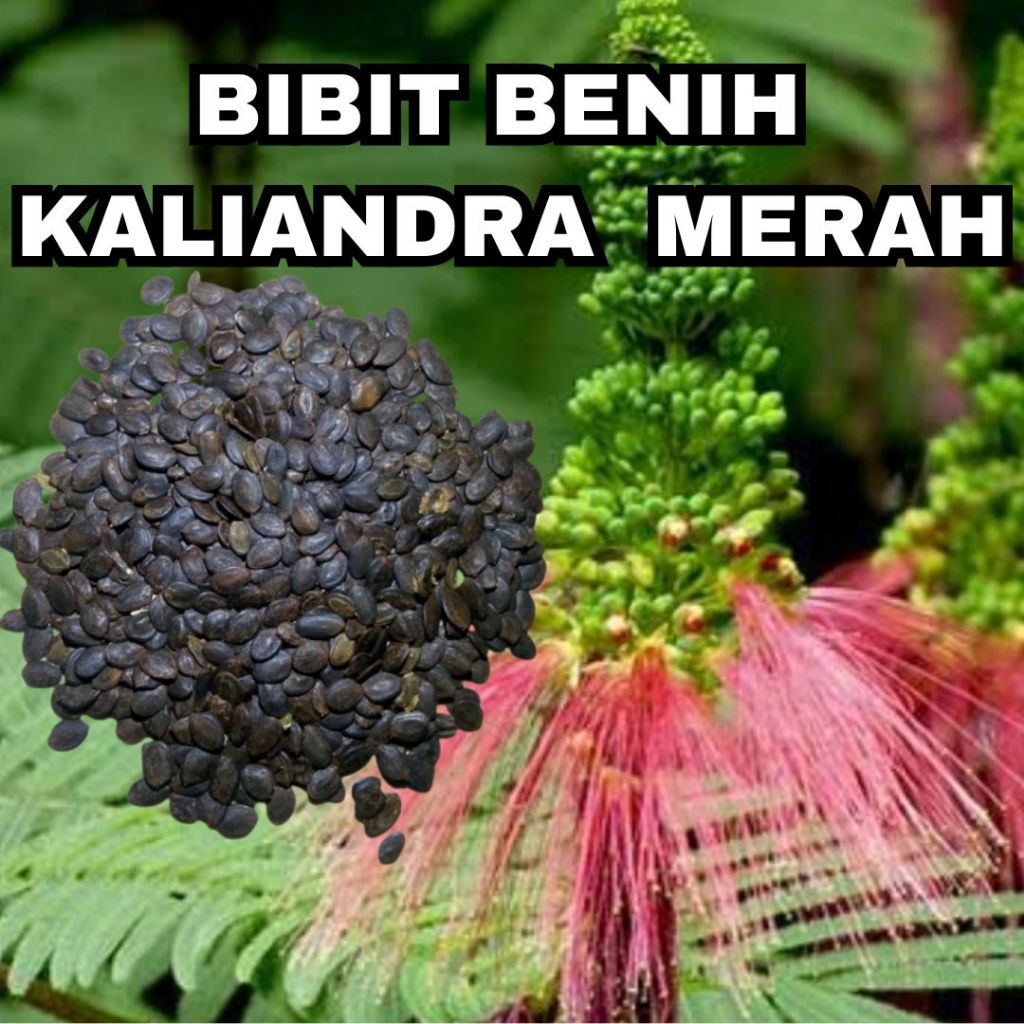 BENIH KALIANDRA MERAH | BIBIT KALIANDRA MERAH
