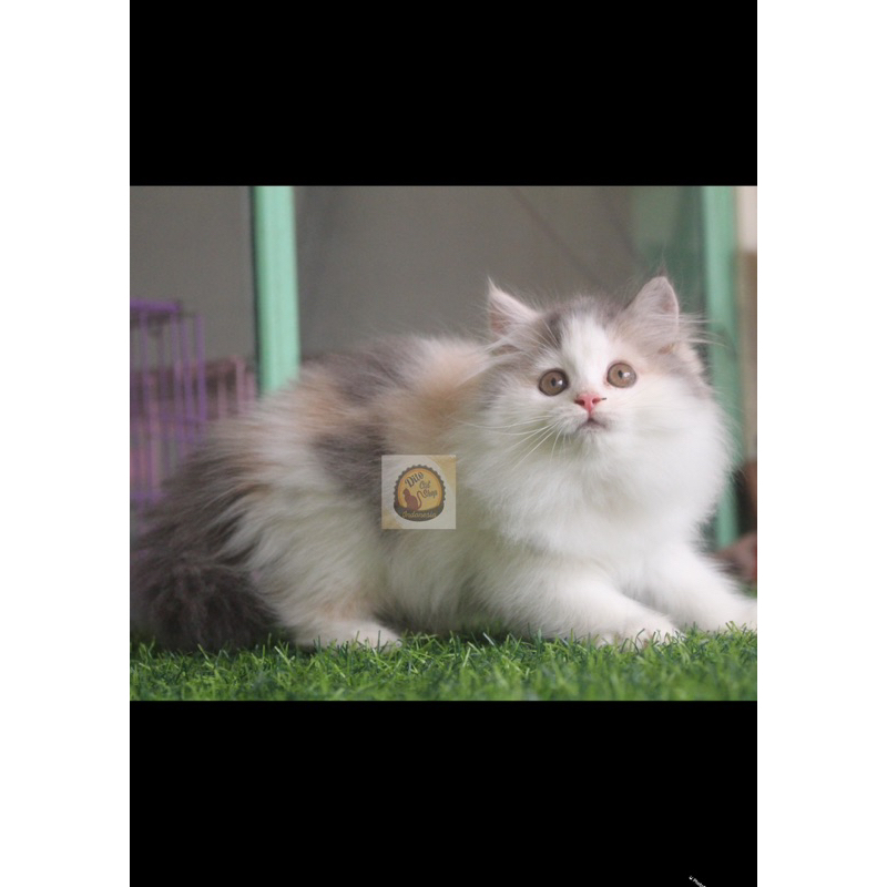 Kucing Persia Calico Tricolour Himalaya Flatnose Peaknose Munchkin Ragdol Kitten