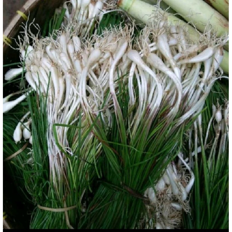 

BAWANG KUNCAI/ KUNCAI SEGAR