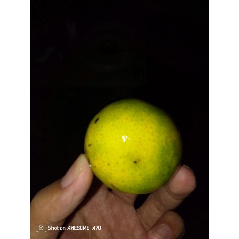 Pupuk Borate 48 / Boron Cap Tawon REPACK 250 GR ( Original 100% )