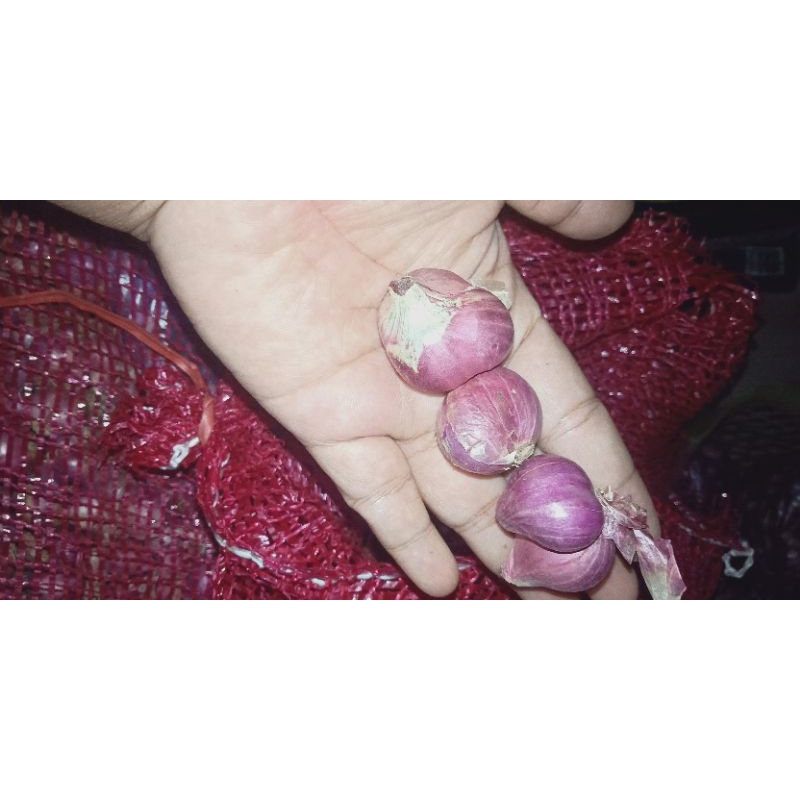 

bawang merah kering super