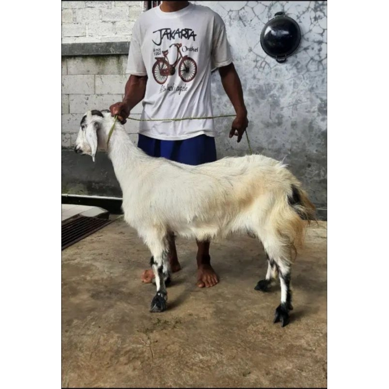Kambing dan Domba Biang Plus Untuk Aqiqah, Qurban dan Pelihara / Sedia Kambing dan Domba Jantan dan 
