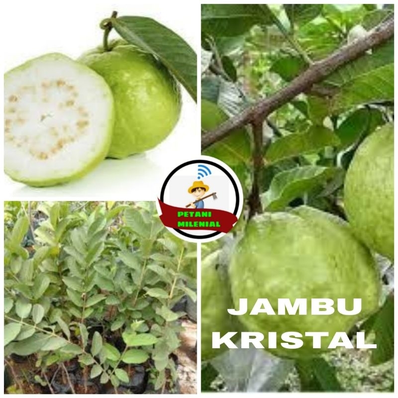 

BIBIT JAMBU KRISTAL