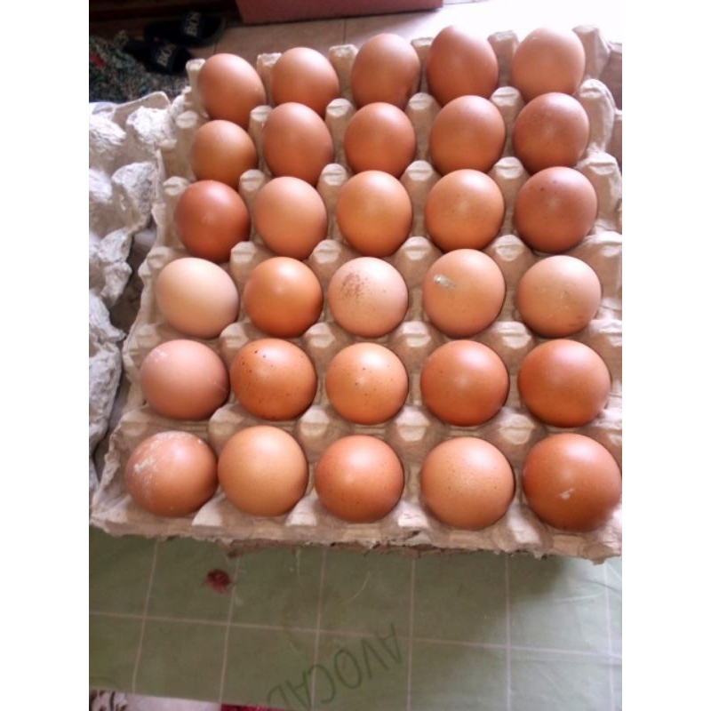 

Telur 1 kg