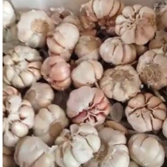 

Bawang Putih Sinco 1 kg