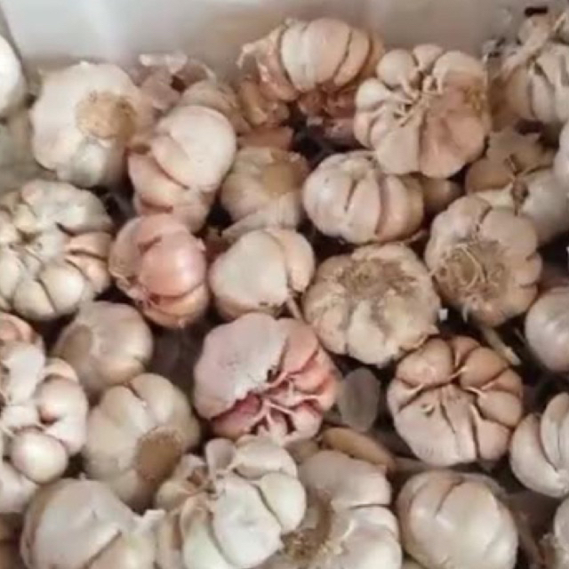 

Bawang Putih Sinco 250 gram