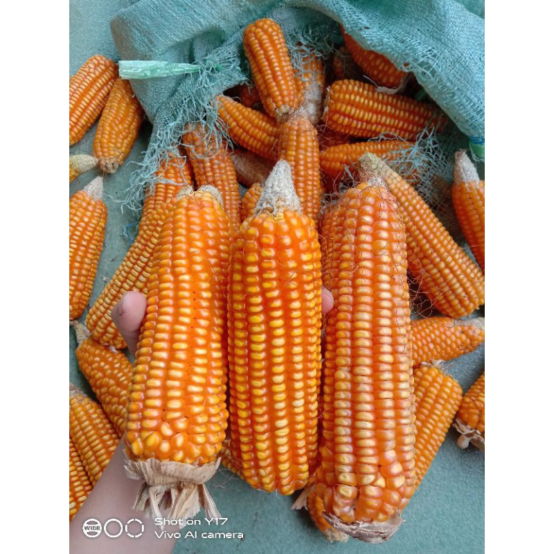 

Bibit jagung lokal - 1 kg