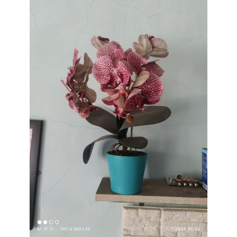 ANGGREK LATEX 2 CABANG VAS KERAMIK