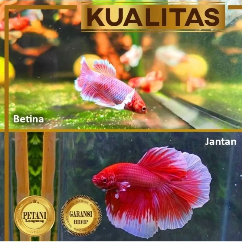 Paket Ternak 5 Pasang Cupang Lavender Big Ear Jantan dan Betina Ikan Hias Aquascape Hiasan Aquarium 