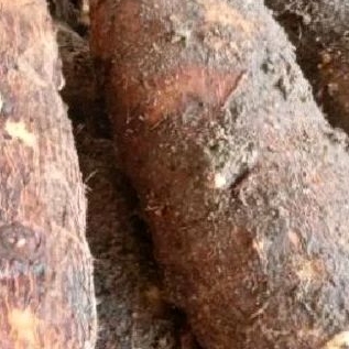 

Beti umbi talas /umbi gajah 500 grm