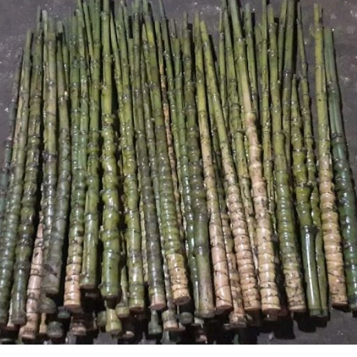 BAMBU CENDANI HUTAN ALAMI LEBIH HOKI SISIK NAGA.JUNJUNG MAYIT.EKOR SAPI