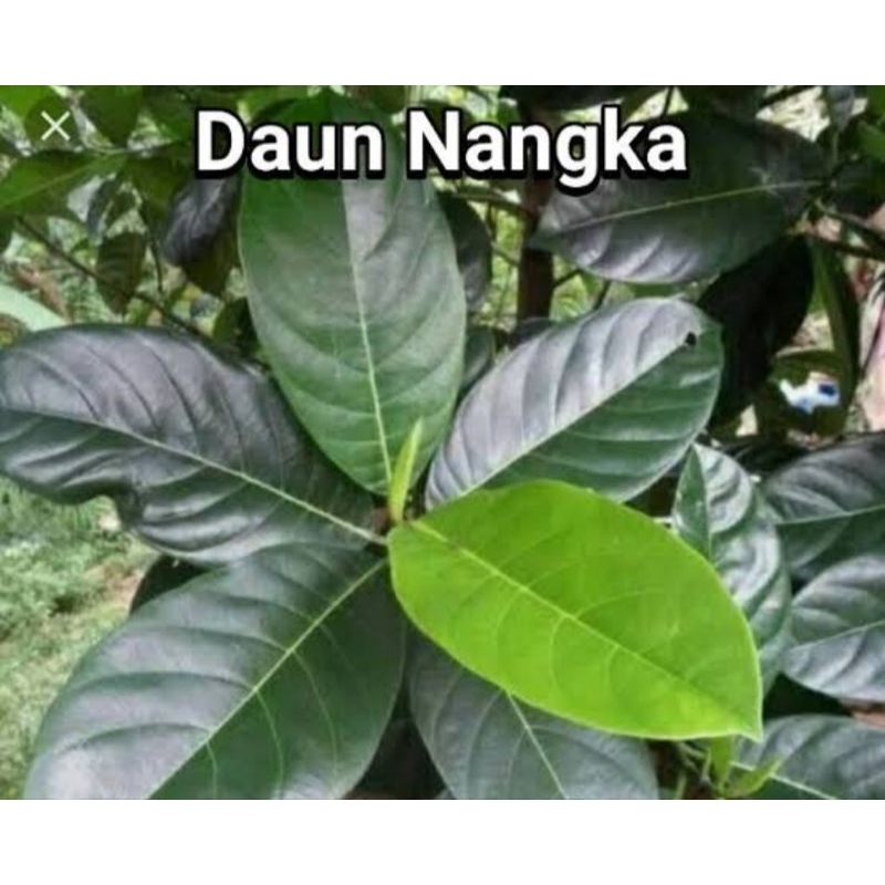 

Daun nangka per lembar segar fresh bersih super organik murah petik langsung