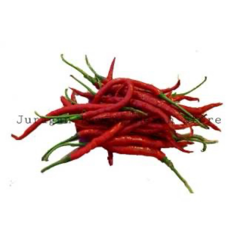 

cabe kriting berat 1 kg