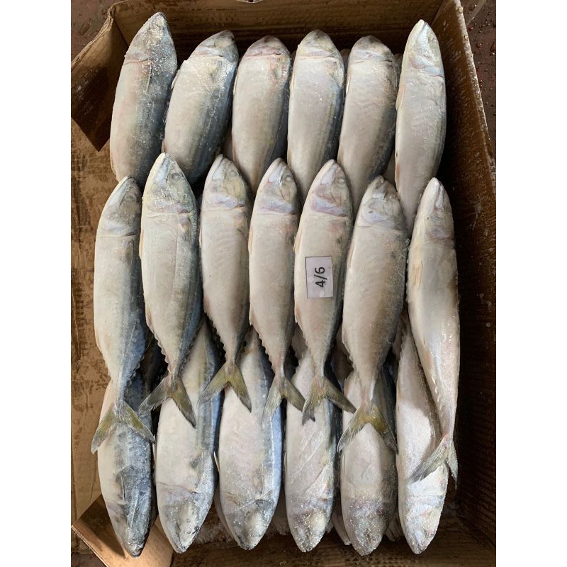 

IKAN KEMBUNG BANJAR 4/6 FROZEN FRESH