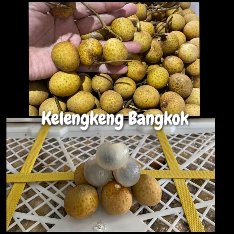 

Kelengkeng Bangkok
