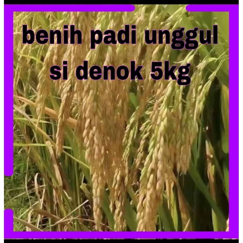 BENIH PADI SUPER SI DENOK 5KG ORIGINAL