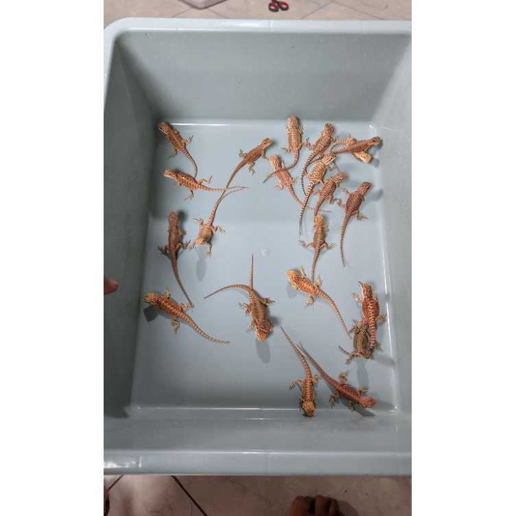 KODE J86B mainan Bearded dragon red  super red mulus