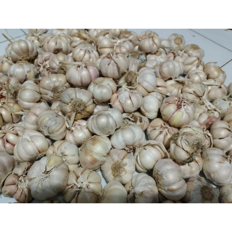 

Bawang putih Lokal Jawa Timur