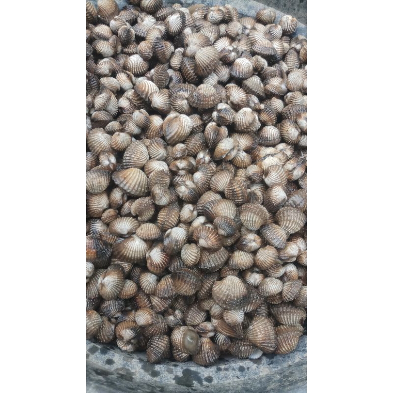 

kerang dara segar