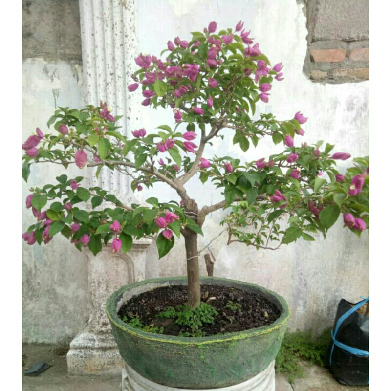 bougenville anggur ungu