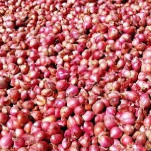 

Bawang Merah Enrekang 500-1000 Gram