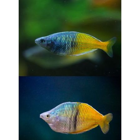 

Extra Packaging Rainbow Boesemani 1CM